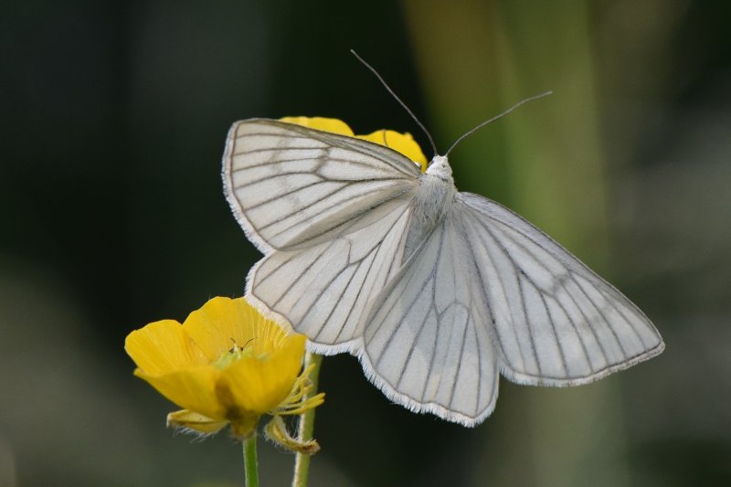 PHALENE BLANCHE. Papillon hétérocère diurne,papillon de nuit actif le jour. ISABELLE TURBAN